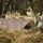 Тент Highlander Basha Shelter HMTC (MA100-HC), фото 2